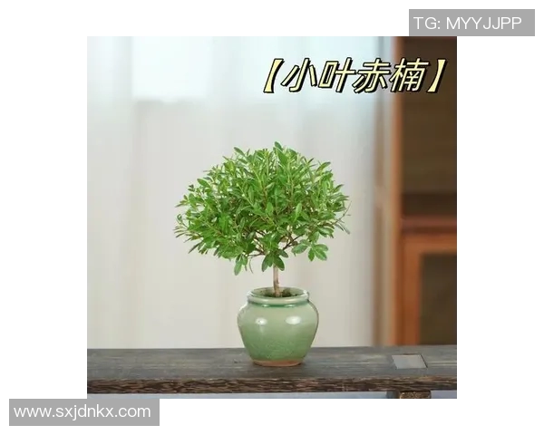 盆栽种植技巧与养护方法全面解析，打造绿色家居环境的必备指南